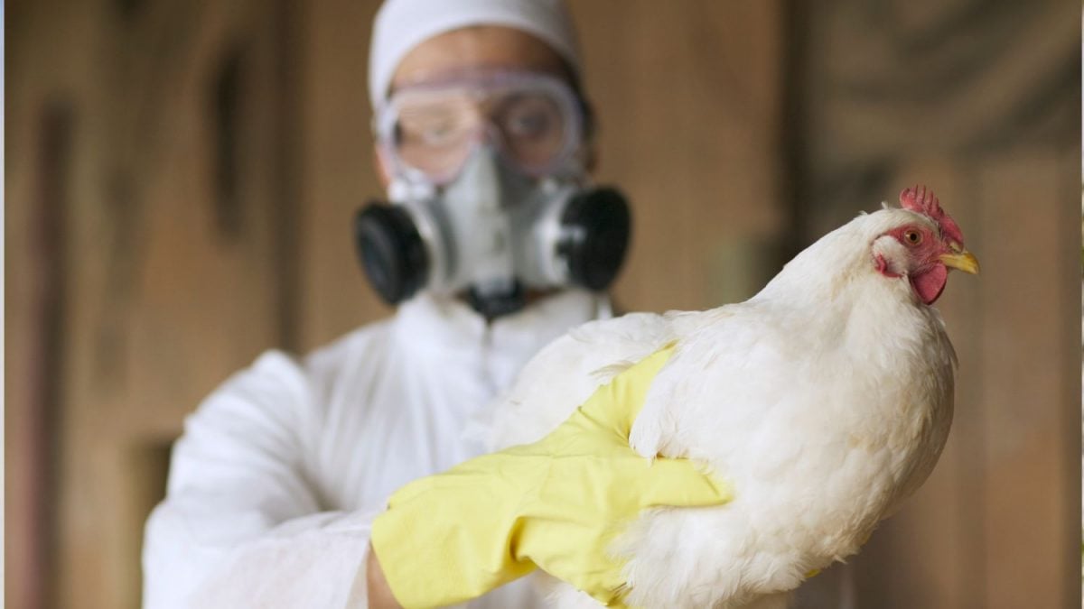 EUA Registram Primeiro Surto de Gripe Aviária H5N9 em Aves