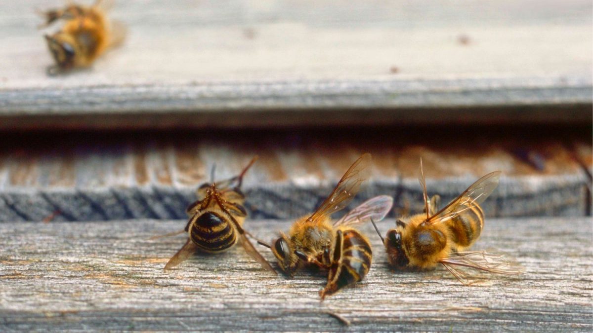 Morte em Massa de Abelhas Causa Prejuízo de US$ 139 Milhões Aos Produtores da Califórnia