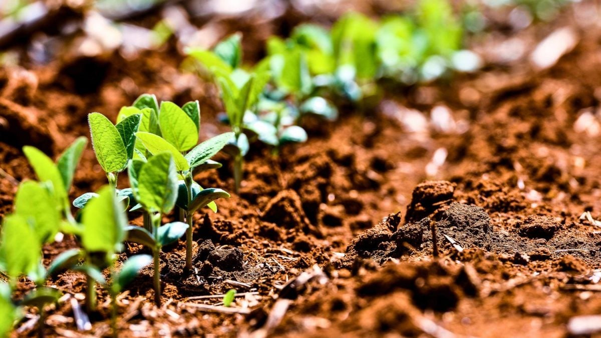 Agricultura Regenerativa é a Salvadora dos Problemas Climáticos no Agro?