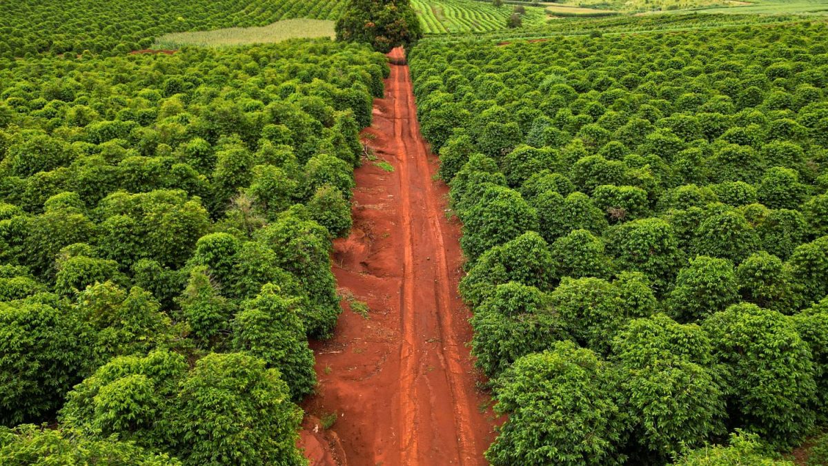 Selo de Qualidade Pode Impulsionar a Produção de Café da Serra de Apucarana