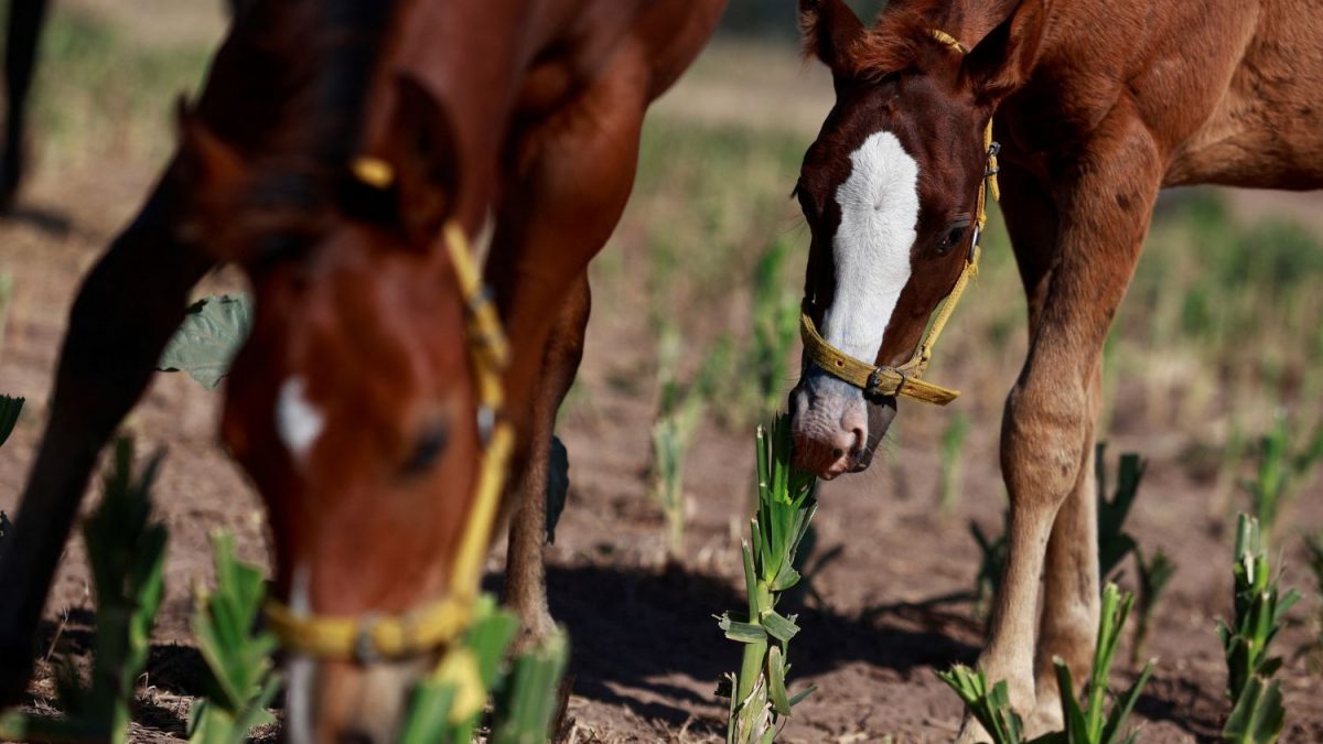 Cientistas Argentinos Criam "Supercavalos" com Edição Genética