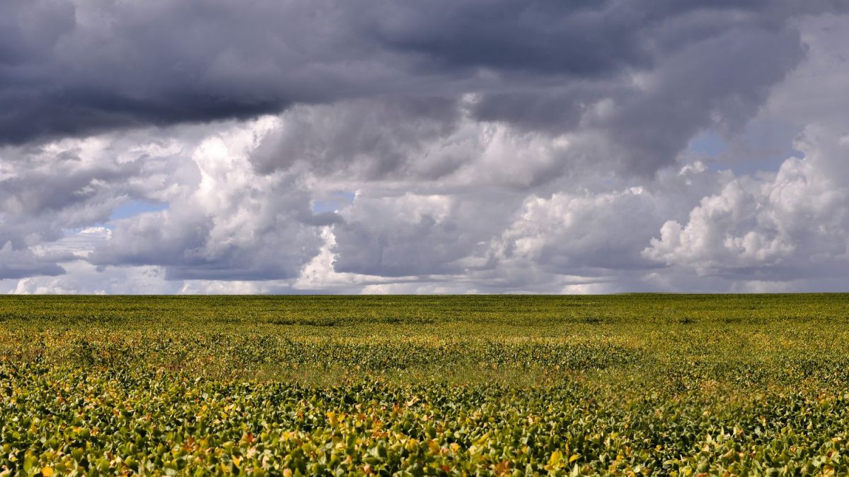 Chuvas na Argentina Salvam Safra de Soja