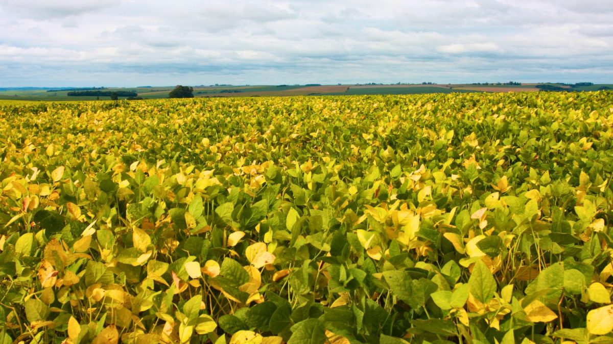 Parte da Soja do RS Tem Queda do Potencial com Seca e Calor