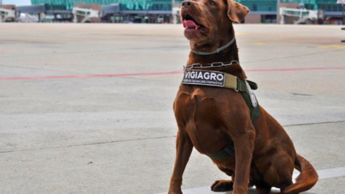 AgroVibe: a Cena da Semana é Um Cão, o Labrador Léo