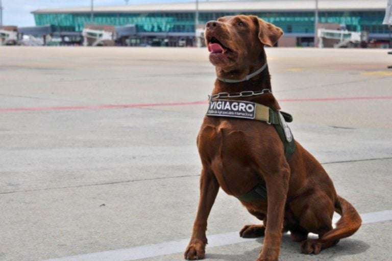 o cão Léo, no dia da aposentadoria