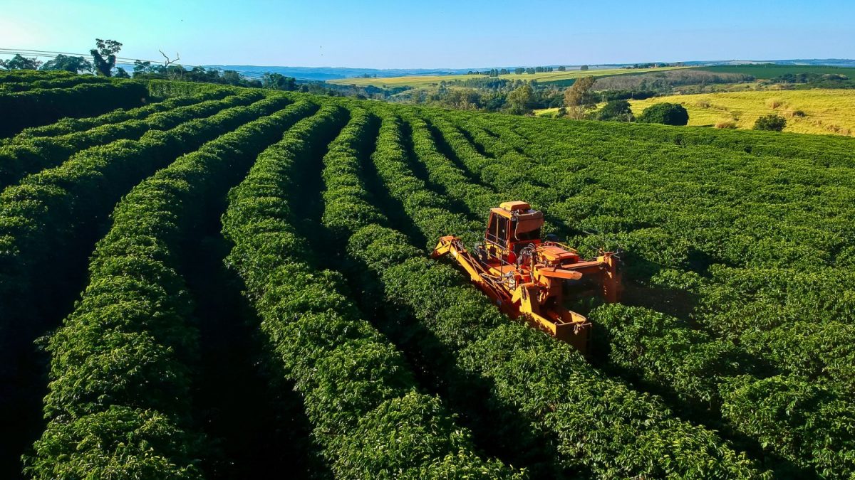 Cepea Diz Que após Nova York, Café Arábica Também Vai a Recorde no Brasil