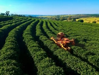 plantação café