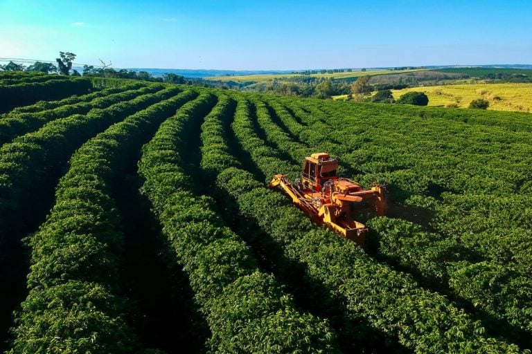 plantação café