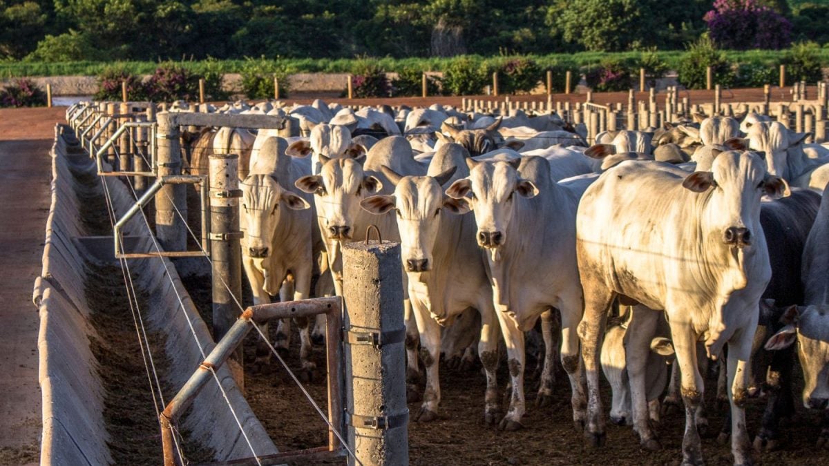 Marfrig Registra Alta no Lucro do 4º Tri para R$ 2,579 Bilhões