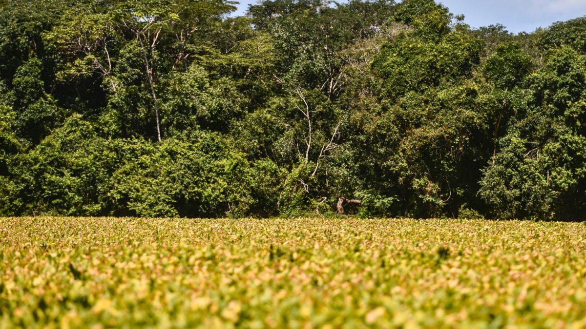 Como Crédito de Carbono Pode Impulsionar Produção Agrícola em Mato Grosso