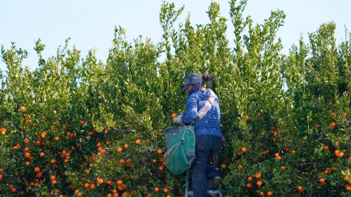 Fazendas Que Dependem de Imigrantes nos EUA Começam a Paralisar Suas Colheitas