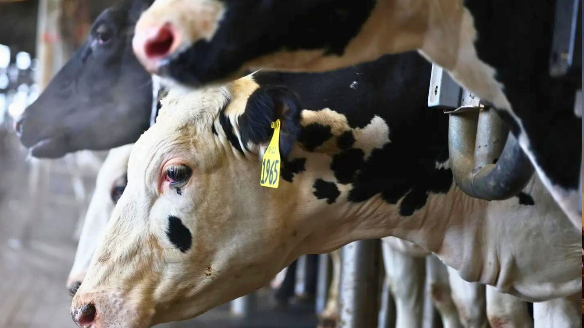 EUA em Alerta Detecta Nova Cepa da Gripe Aviária em Vacas