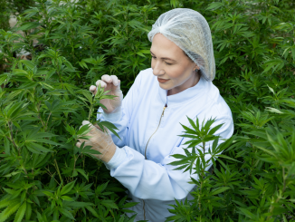 Kiara Cardoso observa cannabis em Petrolina, Pernambuco