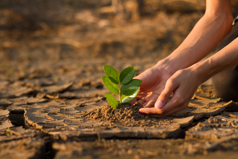 Foto ilustrativa de uma pessoa plantando em meio a um cenário de seca