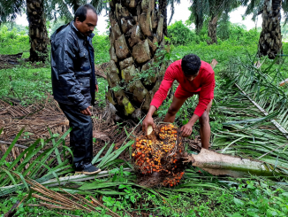 Frutos da palma em plantação na Índia