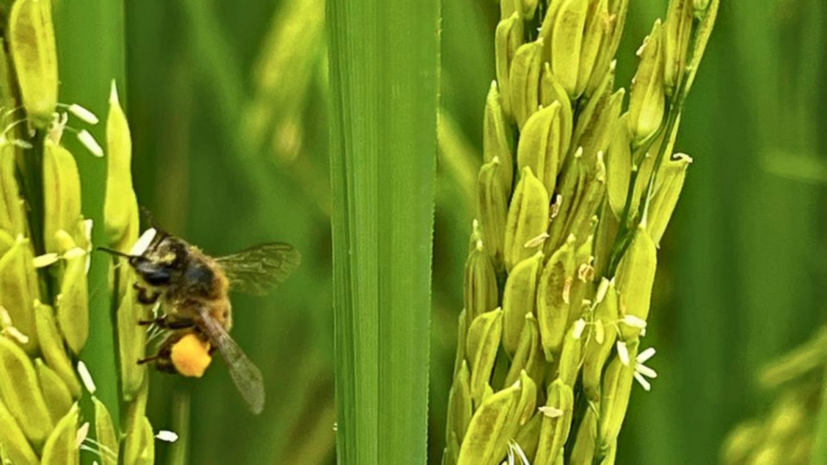 Abelhas Influenciam a Produtividade de Lavouras de Arroz no Rio de Janeiro