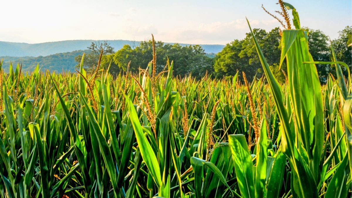 Área de Milho dos EUA Deve Crescer, e Soja, Cair