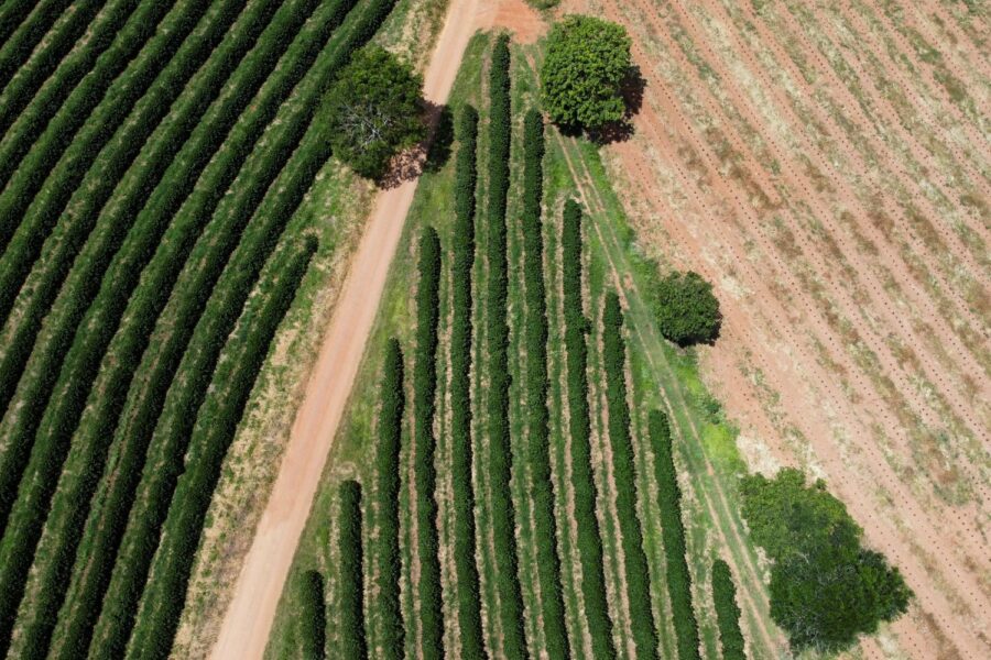 Imagem de drone mostra plantação de café em Guaxupé (MG) em fevereiro de 2025
