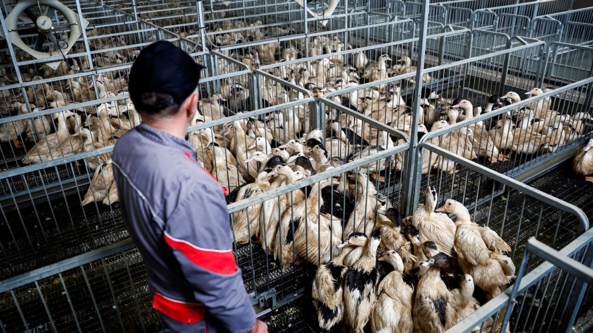 China Encerra Proibição de Dois Anos de Importações de Carne de Aves da Argentina