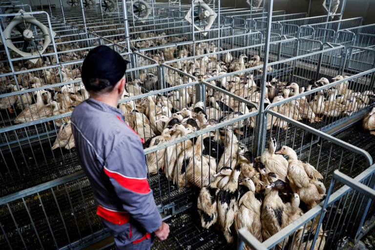 Criação de patos na Argentina