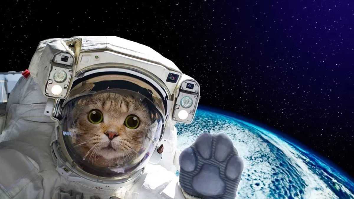Moscas, Gatos e Bactérias, Veja o Que o Homem Já “Esqueceu” no Espaço
