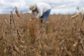 Trabalhador em lavoura de soja no Brasil