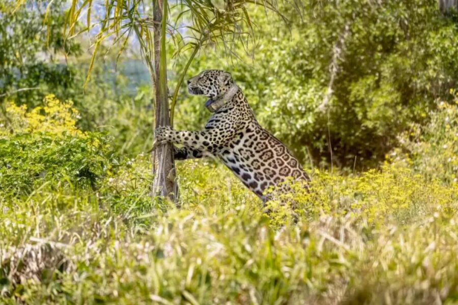 Onça-pintada nos Esteros del Iberá, uma região onde a espécie esteve ausente por mais de 70 anos