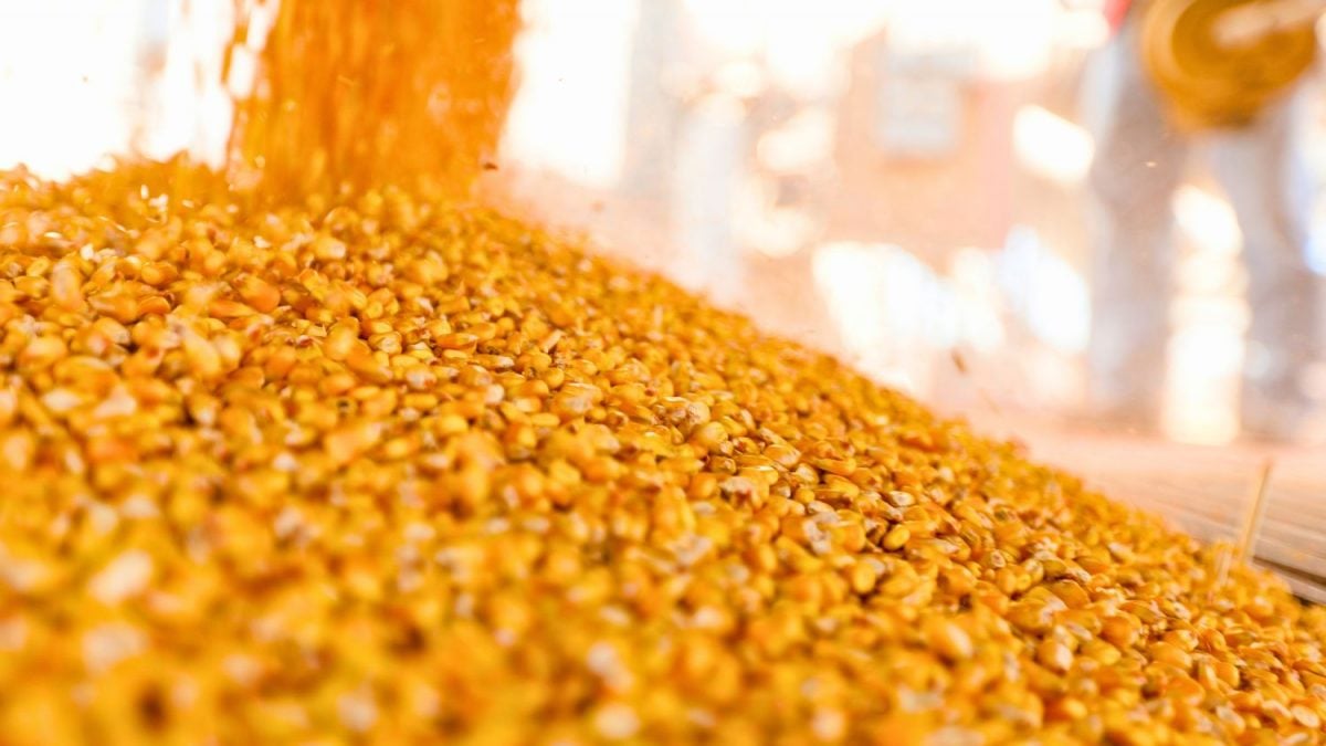 Brasil Vai Exportar Farelo de Milho e Mais Produtos Avícolas para China