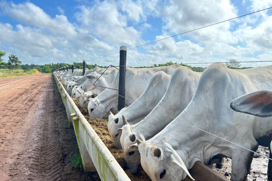 Tecnologia de IA no manejo visa grandes rebanhos e projetos de confinamento de gado