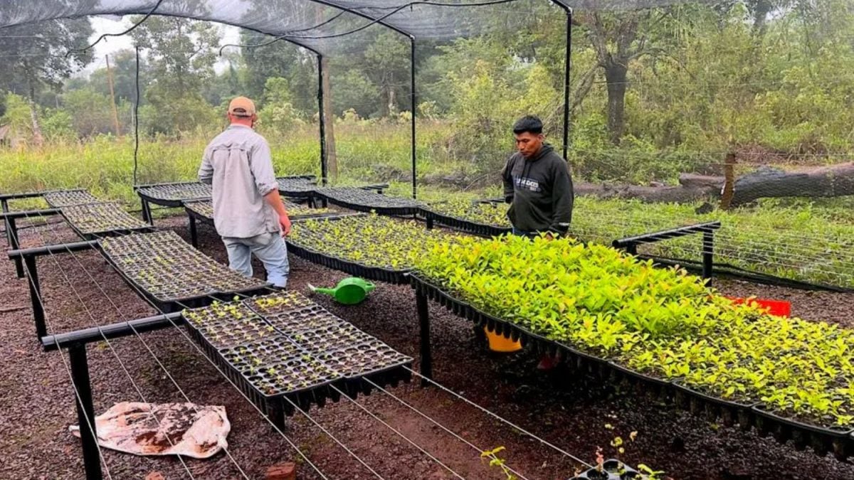 Erva-mate Regenerativa de Brasil, Paraguai a Argentina Abastece Mercado nos EUA
