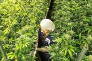 Nos EUA, indústria da cannabis gera mais de 400 mil empregos