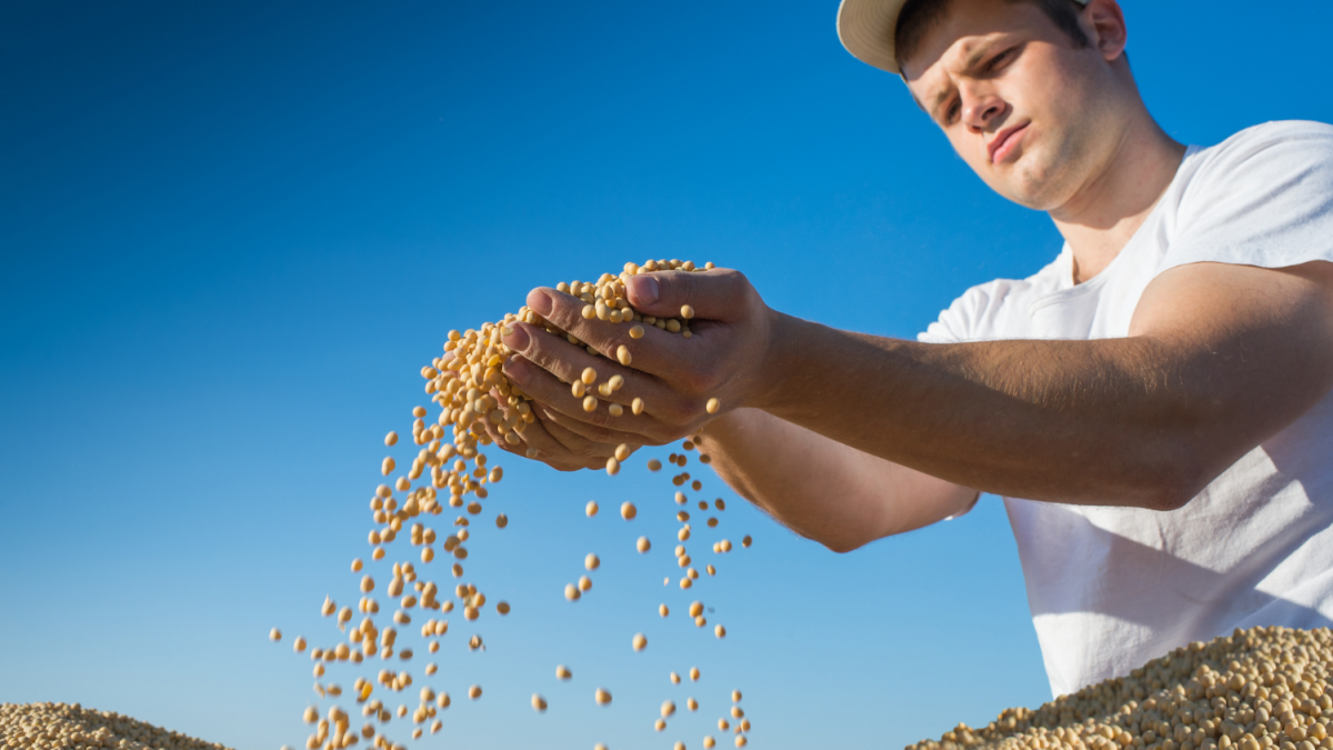 Agricultores dos EUA Dizem Que Brasil Ainda Tem Vantagem no Mercado de Soja da China