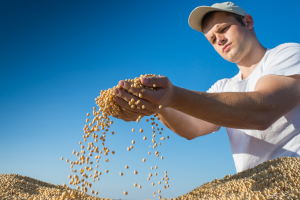 Foto de um agricultor americano manuseando grãos de soja