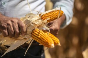 O Brasil é um dos maiores produtores e exportadores mundiais de milho