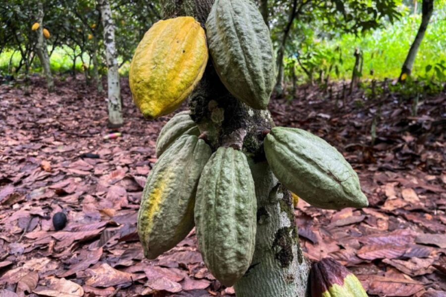Cacau