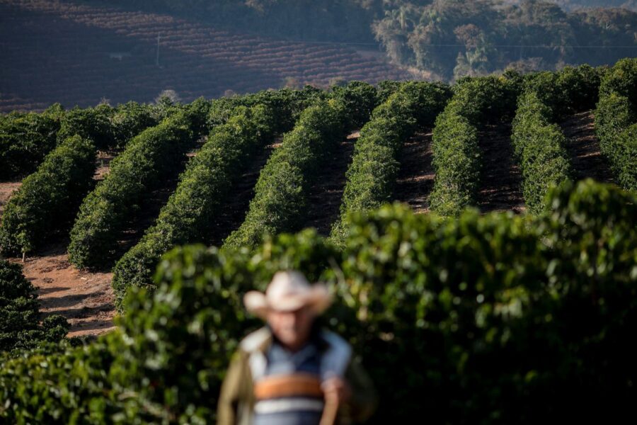 Lavouras de café em Minas Gerais