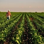 COP 30: Por Que a Agricultura Tropical Brasileira Exige Métricas e US$ 1,3 Tri em Financiamento