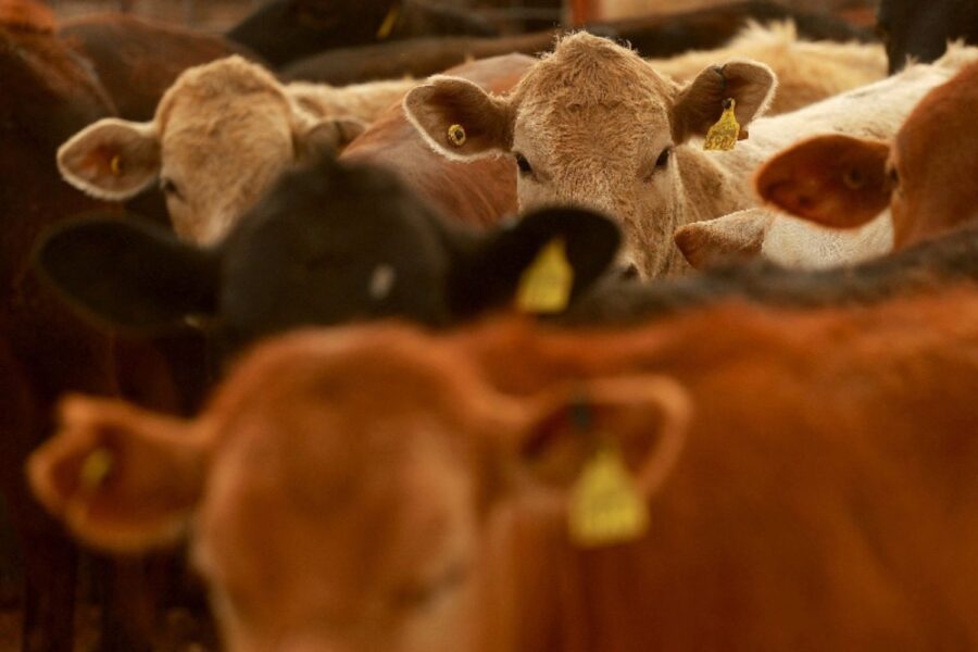 Austrália Rouba Fatia dos EUA no Mercado Bilionário de Carne da China Pós-Trump