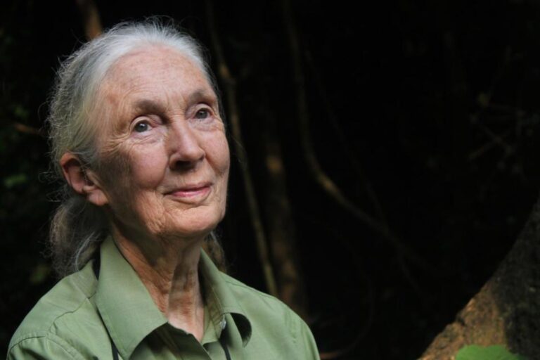 Jane Good Rip Morre aos 91 Anos Jane Goodall, a Mulher Que Mudou Nossa Visão sobre os ...