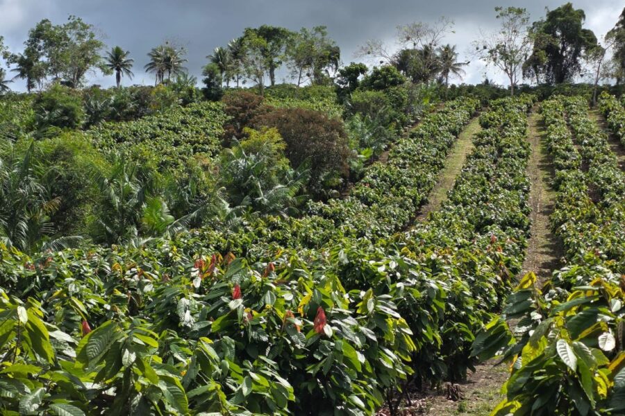BNDES Libera R$ 100 Milhões Para Expanção de Sistemas Agroflorestais e Sequestro de Carbono