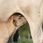 Bem-Estar Animal: Hora de o Brasil Ditar as Próprias Regras