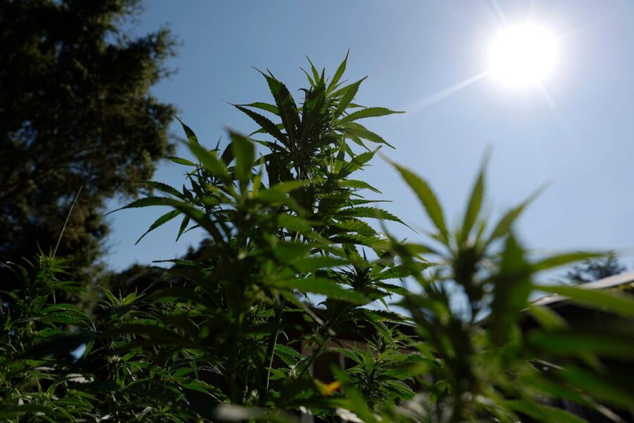 Cannabis Deve Movimentar R$ 967 Milhões no Brasil em 2025