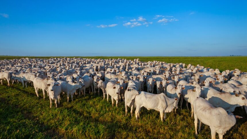 Brasil e Japão Assinam Acordo Para Recuperar Pastagens Degradadas no Cerrado