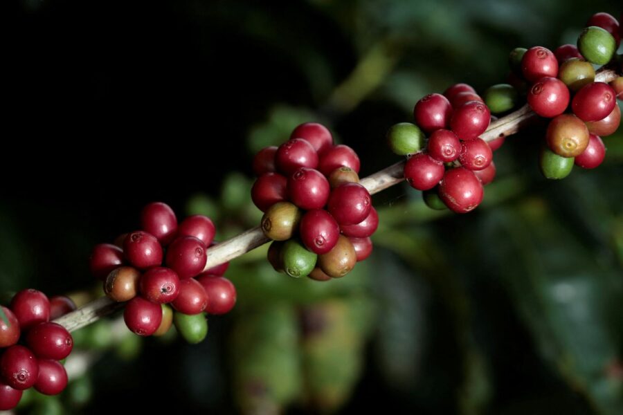 Vietnã Puxa Baixa do Café Robusta e Indonésia Alerta para Riscos em 2026