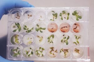 Molécula Brasileira Promete Nova Geração De Bioinsumos Agrícolas