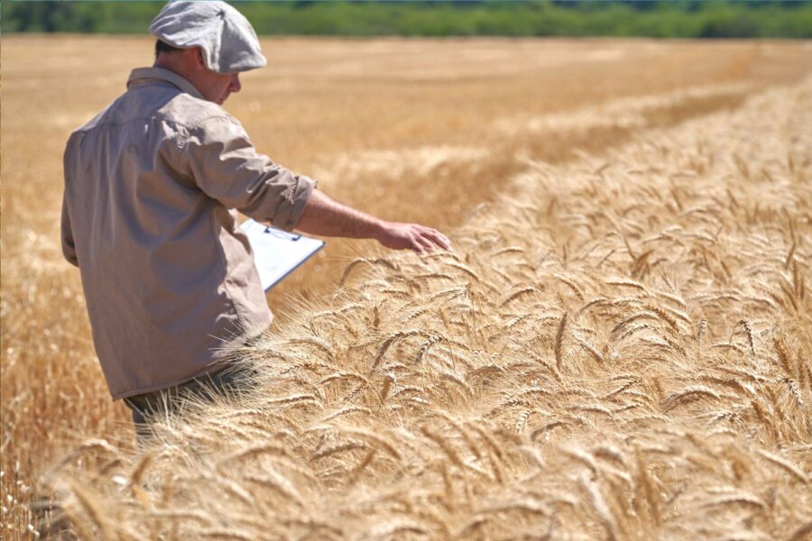 Argentina Vai a Recorde de 27,8 Milhões de Toneladas de Trigo em 2025/26