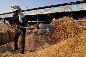 Trabalhador em mercado de grãos de Karnal