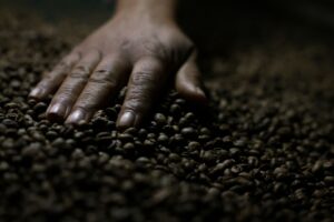 Café torrado em fazenda em Brasília