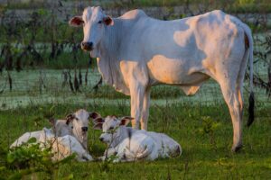 Como o Boi do Pantanal Ficou Mais Jovem e Mais Rentável