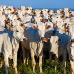 Brasil, o Maior Produtor de Carne Bovina do Mundo